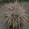 Dsc06741_thumb
