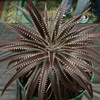 Dsc06743_thumb