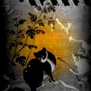 Guaze608_card