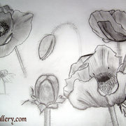 Skeatching_poppies_card