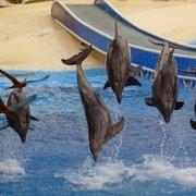 1dolphins_card