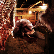 Porky_card