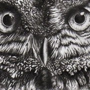 Owl_card