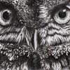 Owl_thumb