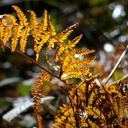 Imgp0850_card