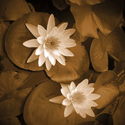Waterlily-2_card