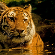 Tiger3_4740_card