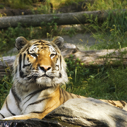 Tiger_sept07_2802_card