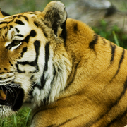 Tiger_sept07_2865_card