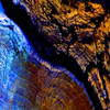 Weepingblue-500x500_thumb