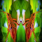 Grsaahopper-1_016-1z_card
