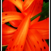 Daylily_039-1z-2z-3z_card