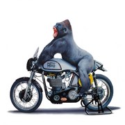 A_brace_of_silverbacks