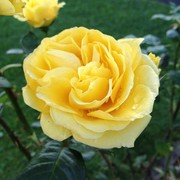 Granda_rose_card