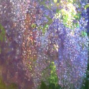 Wisteria_200x135_6500rozjaśniony_card