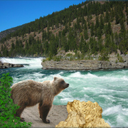 862-bear_rapids_card