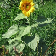 Sunflower_card