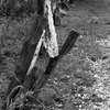 Momsvisitfence2_thumb