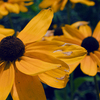 Flowershigh_thumb
