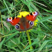 Img_3700_card