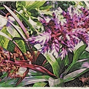Image_card