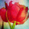 Spring_red_web_thumb
