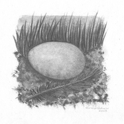 Image_card