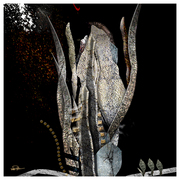 Set_against_black_2_card