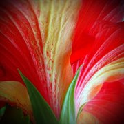 Hibiscus_1_card