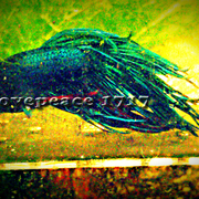 Imag0555_-_______-_______-_______-_______card