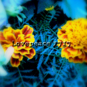 Sany0161_card