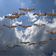 Birds_of_heaven_card