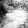 Bear-totem-landscape_thumb