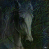 White_horse_thumb