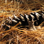 1_p_pinecone_card