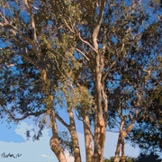 Mission_ranch_eucalyptus_card