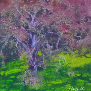 Spring_live_oak_card