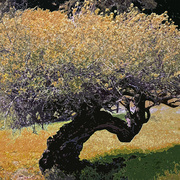 Shadow_tree_iii_card