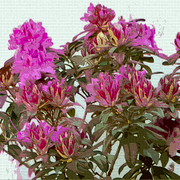 Red___pink_card