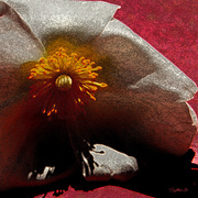 Red_rest_card