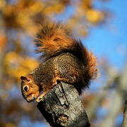 Img_9557a_card