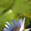 Img_0260_thumb