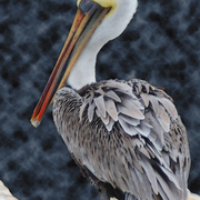 Pelican_portrait_card