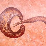 Mushroom__1