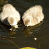 Img_1442a_thumb