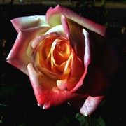 Rose_with_water_colour_effect_card