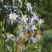 Img_7234__2__card
