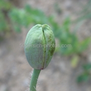 Img_0741_card