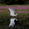 Img_5799b_thumb