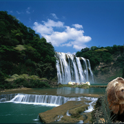 863-bear_falls_card
